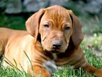 Rhodesian Ridgeback livernose Welpen / männl. aus