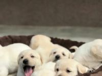 Ich verkaufe Labrador Retriever Welpen, 12 Wochen alt,