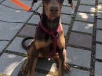 Gebe ab mein Dobermann Welpe 4 Monate Geimpft,