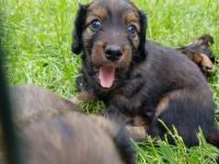 Am 04.05.2022 hat unsere Dackel Dame Susi 5 Welpen