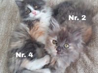 Hallo ihr lieben, diese beiden weiblichen Kitten suchen