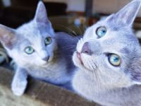 Meine süße Katze hat 2 wunderschöne Kitten bekommen die