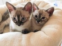 Unsere Lucy reinrassige Bengalin, seal silver lynx