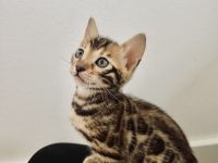 Hallo Meine Katze Zazu hat am 26.03.22. vier gesunde