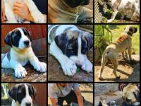 Der Boerboel ist ein südafrikanischer Bauernhund vom