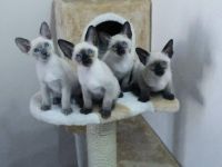 Hallo, wir sind reinrassige wunderschöne gesunde