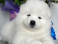 Unsere schöne Hündin hat im März wunderschöne Welpen