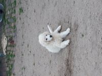 Verkaufe Pyrenäenberghund Welpen. Die Welpen sind 13