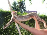 Willkommen in unserer professionellen Orientalisch