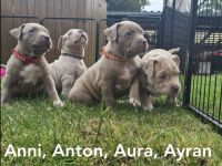 Liebe Bullyfreunde herzlich willkommen! Am 05.05.2022