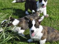 Die polnische Züchterin Iza Glowacka (spricht sehr gut