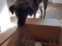 Vitalberatung RelativHund