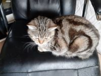 Frau Merkel und Herr Schröder haben Nachwuchs. Black