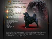 Bruno Valente Estrela de Agua