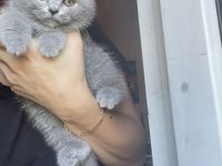 Hallo liebe Katzenfreunde. Endlich hat unsere Kätzchen