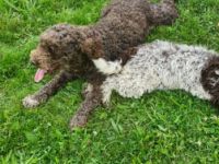 Meine Hündin namens Loritta hat 9 Gesundes und