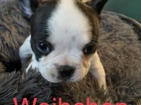 American Bully Pocket Welpen. Wir unsern Alter erreicht
