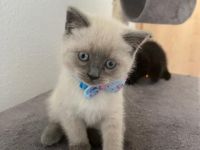 Meine Britische Kurzhaar hat am 21.3.22 Nachwuchs