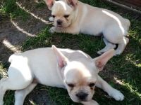 Wünderschöne Französische Bulldoggen Welpen mit
