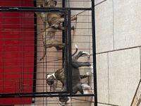 American Bully, Welpen