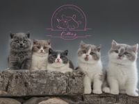 Von den Schneebärchen