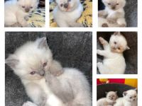 Hallo Lieben Katzen Freunde meine Katze Nala hat am 1.5