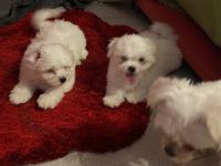 Ich bin klein, verspielt und liebevoll, ich passe mich