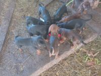 junge Hündle Appenzeller x Bayr. Gebiergsschweisshund