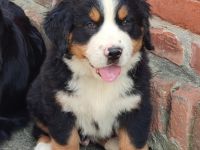 Noch einer unserer süßen Bernies sucht ab Ende Juni ein