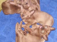 Unsere Burma Katze hat am 06.04.2022 4 wunderschöne