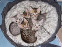 Unsere molli hat am 11.5, fünf zucker süße Kater zur