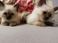 Beschreibung 5 reinrassige Heilige Birma Kitten (2