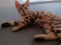 Bengalkatze Katzenbaby Hallo, unsere Katze hat am 19.3