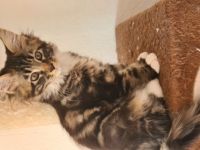 Hallöchen Unsere Rasselbande sind bereit für den Auszug