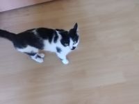 Glöckchen, Leider muss ich aus beruflichen Gründen