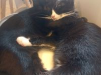 Unsere Maine coon britisch-Langhaar Katze und unser