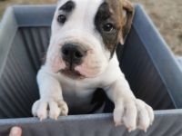 Hallo wir sind noch 6 wunderschöne Old English Bulldogs