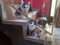 Die Mama eine Hauskatze ist ruhig  vom Charakter kommt