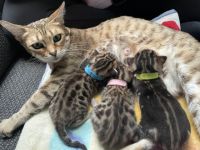 Unsere Bengaldame hat am 26.5.2022 - 3 gesunde und