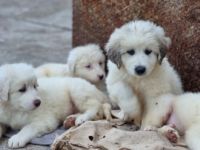 8 wunderschöne Pyrenäenberghund x Kuvacz Welpen. Beide