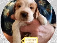 Moonlights