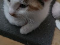 Wir sind zwei freche kleine Katzen die in ein paar