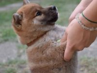 Wunderbare Welpen warten auf ihre neue Familie! kurze &