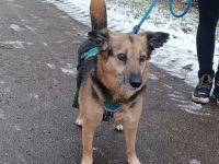 Antonio Geschlecht: männlich / kastriert Geboren: 01.01