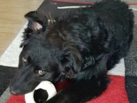 Wir suchen für unsere hübsche Lilly ein neues Zuhause