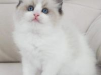 Hallo liebe Katzen Freunde Noch 3 wunderschönes,