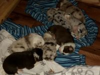 Unsere Welpen sind angekommen. Bei Interesse können Sie