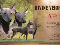 Peruanischer Nackthund, Welpen