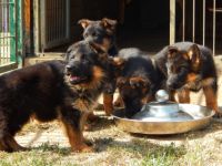 Deutsche Schäferhundwelpen aus Kör- und Leistungszucht