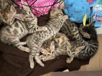 Unsere Minou ( Bengal) hat 5 Mädchen und einen Bub zur